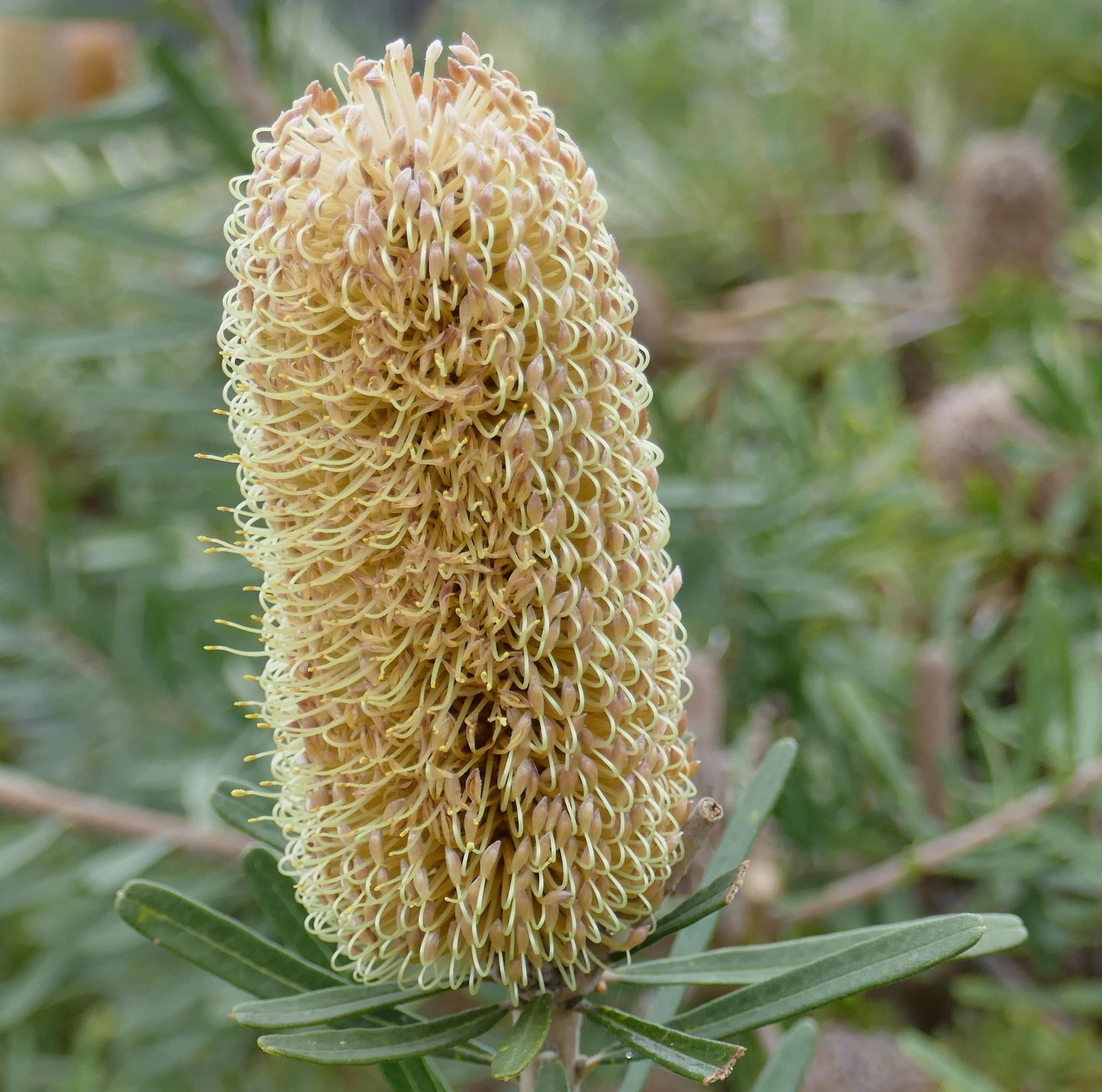Banksia Marginata (Silver Banksia)