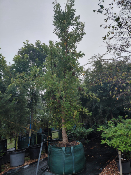 Banksia Serrata (Old Man Banksia)
