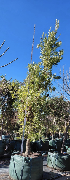 Banksia Serrata (Old Man Banksia)
