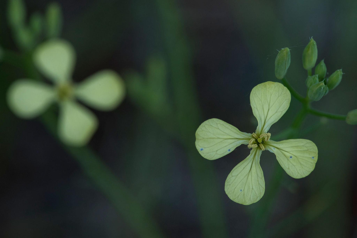 Barbarea Verna (Land Cress)