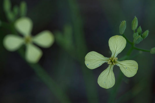 Barbarea Verna (Land Cress)