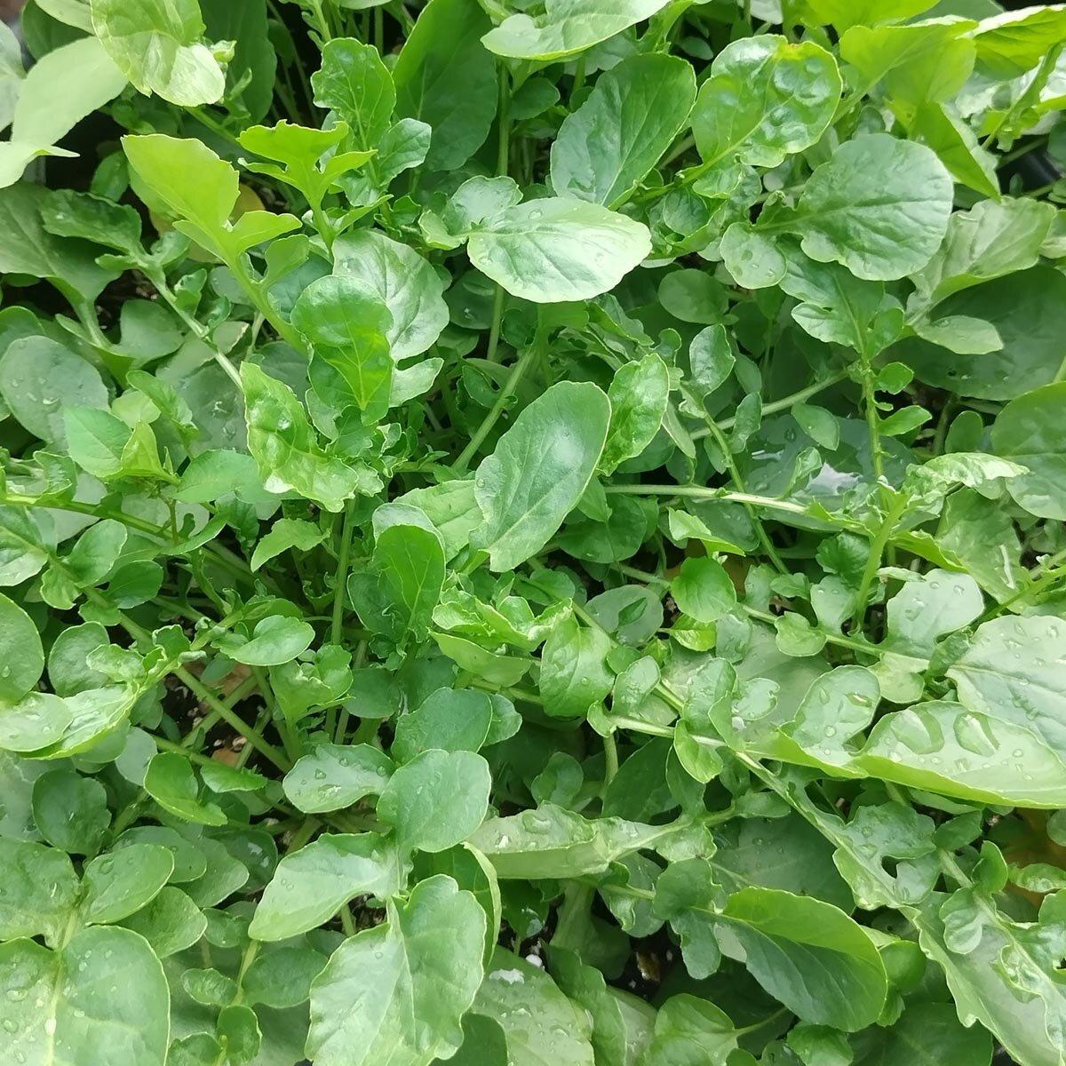 Barbarea Verna (Land Cress)