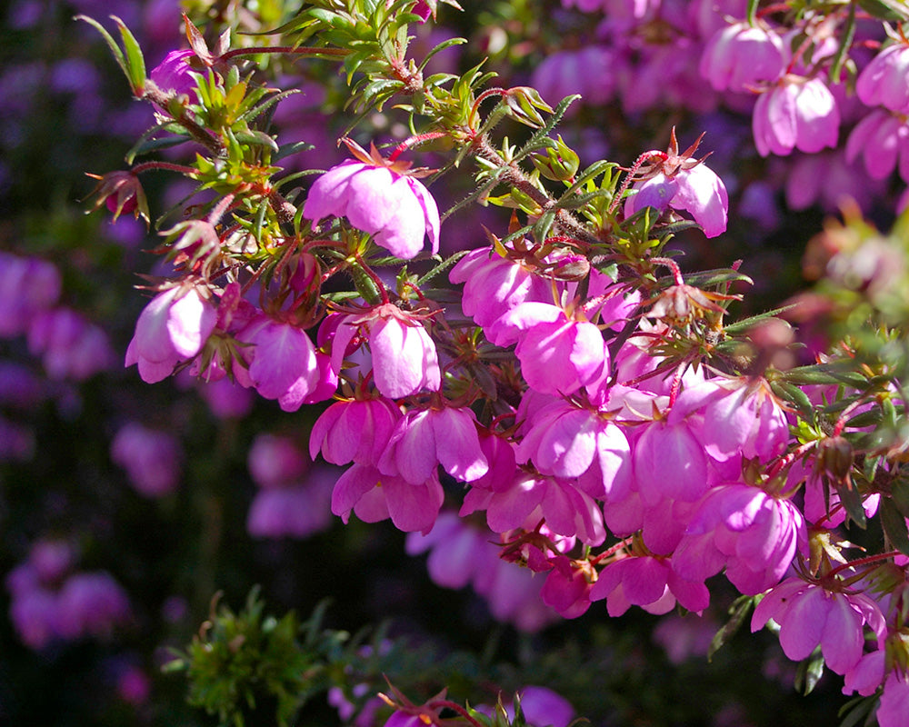 Bauera Rubioides ‘Prostrate Pink’ (Prostrate Pink River Rose)