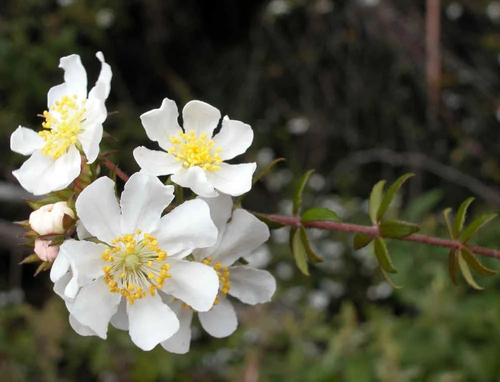 Bauera Rubioides ‘Prostrate White’ (Prostrate White River Rose)