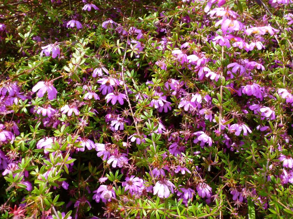 Bauera Rubioides (Dog Rose/ River Dog Rose)