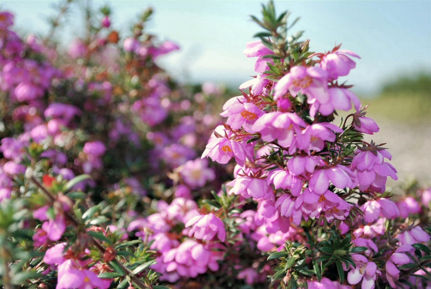 Bauera Rubioides (Dog Rose/ River Dog Rose)