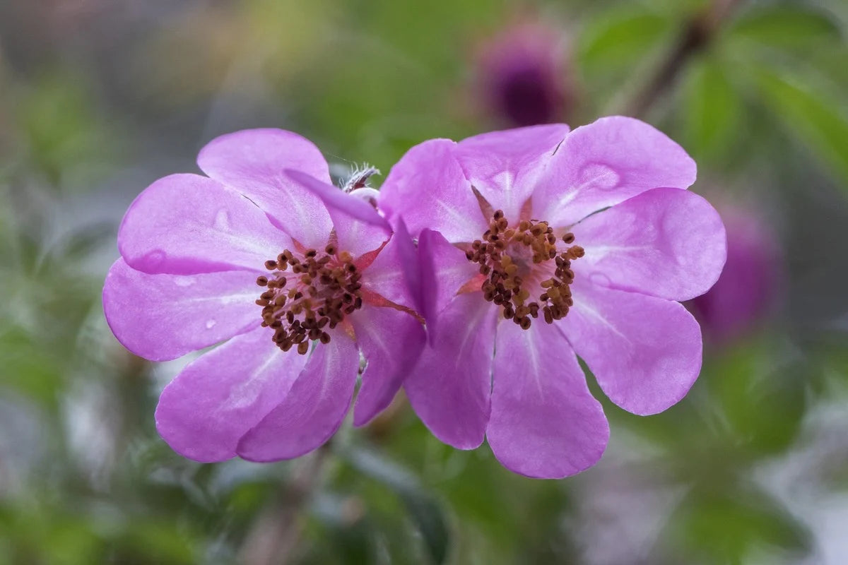Bauera Rubioides (Dog Rose/ River Dog Rose)