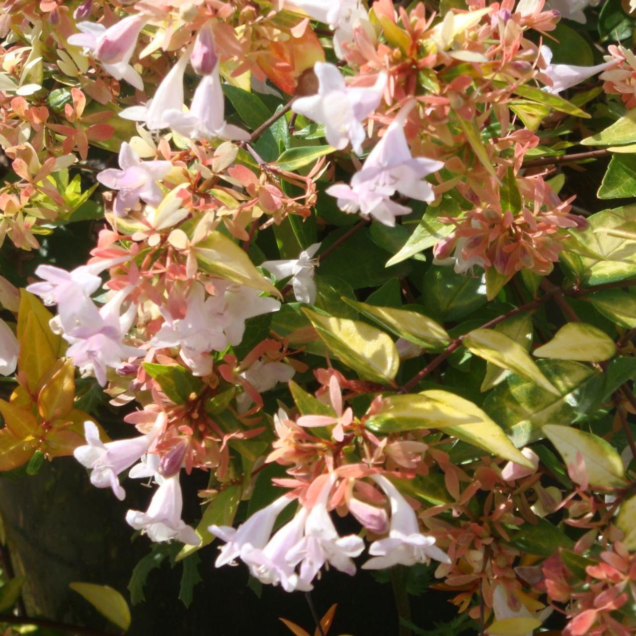 Abelia × Grandiflora ‘Francis Mason’ (Golden Abelia)
