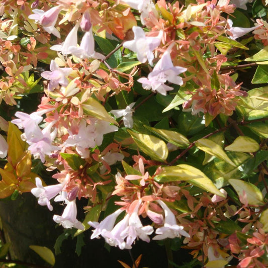 Abelia × Grandiflora ‘Francis Mason’ (Golden Abelia)
