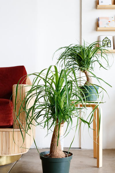 Two Beaucarnea Recurvata (Ponytail Palm) plants in separate pots, styled in a modern lounge room, showcasing their sculptural trunks and cascading green foliage as striking indoor decor.