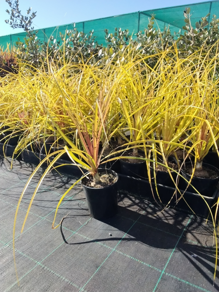 Beaucarnea Recurvata (Ponytail Palm)
