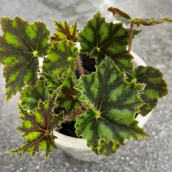 Begonia ‘Cleopatra Caesar’ (Eyelash Begonia)