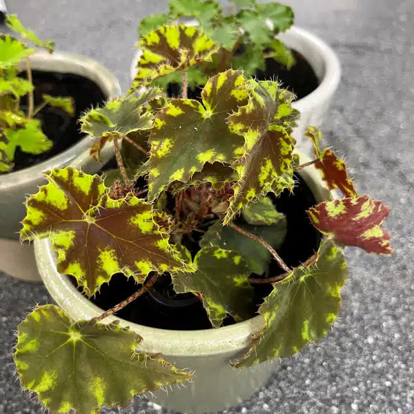 Begonia ‘Cleopatra Julius’ (Eyelash Begonia)