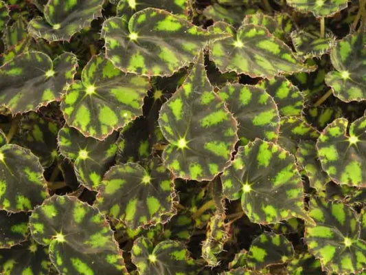 Begonia ‘Tiger’ (Rex Begonia / Eyelash Begonia)