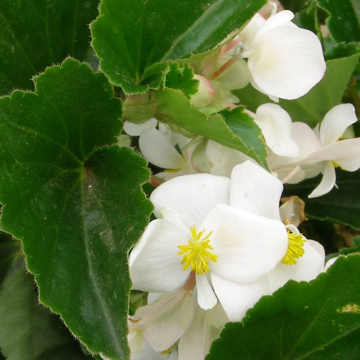 Begonia ‘Baby Wings White’ (Baby Wings White Begonia) – Nursery ...