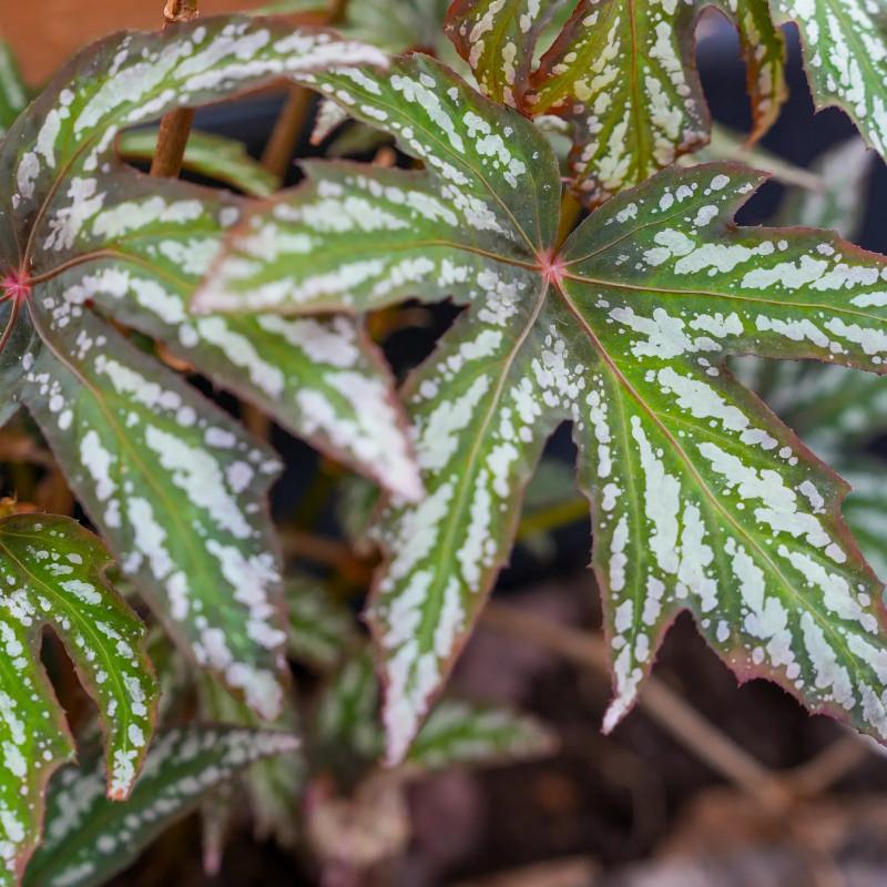 Begonia Diadema (Diadem Begonia)