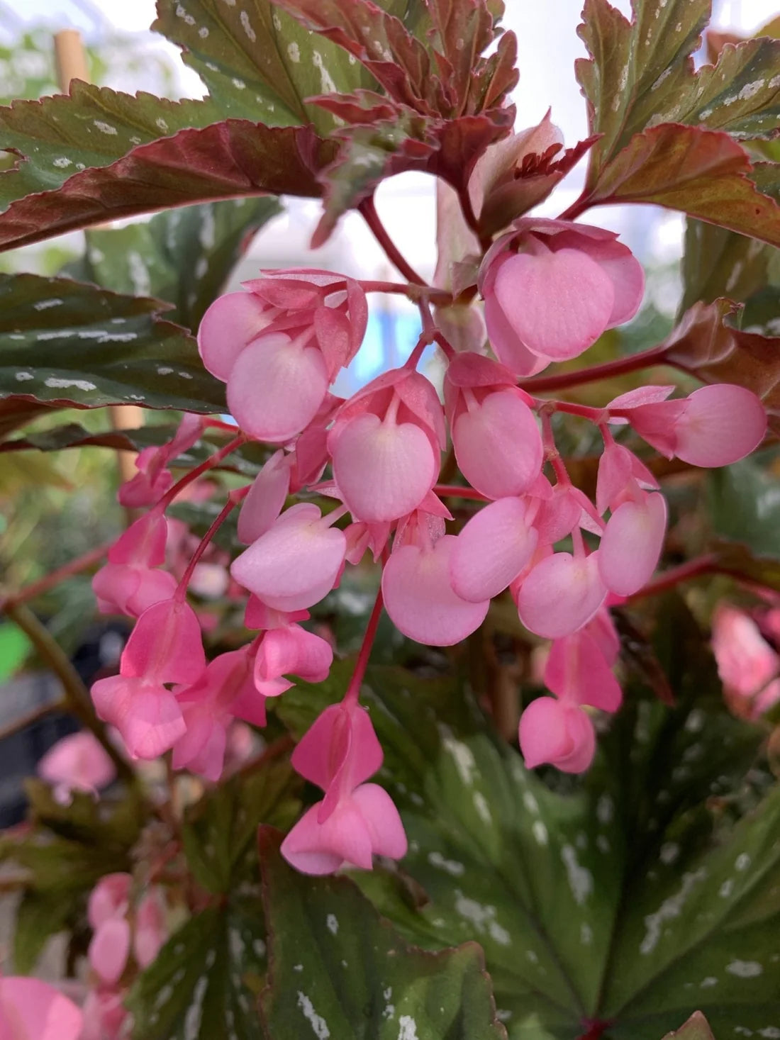 Begonia Diadema (Diadem Begonia)