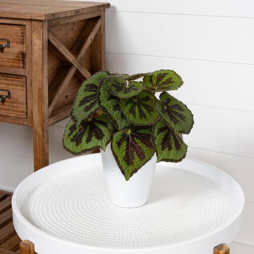 Begonia Masoniana (Rock Begonia / Iron Cross Begonia)