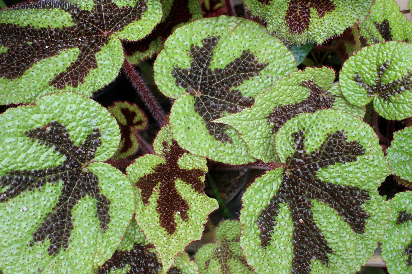 Begonia Masoniana (Rock Begonia / Iron Cross Begonia)