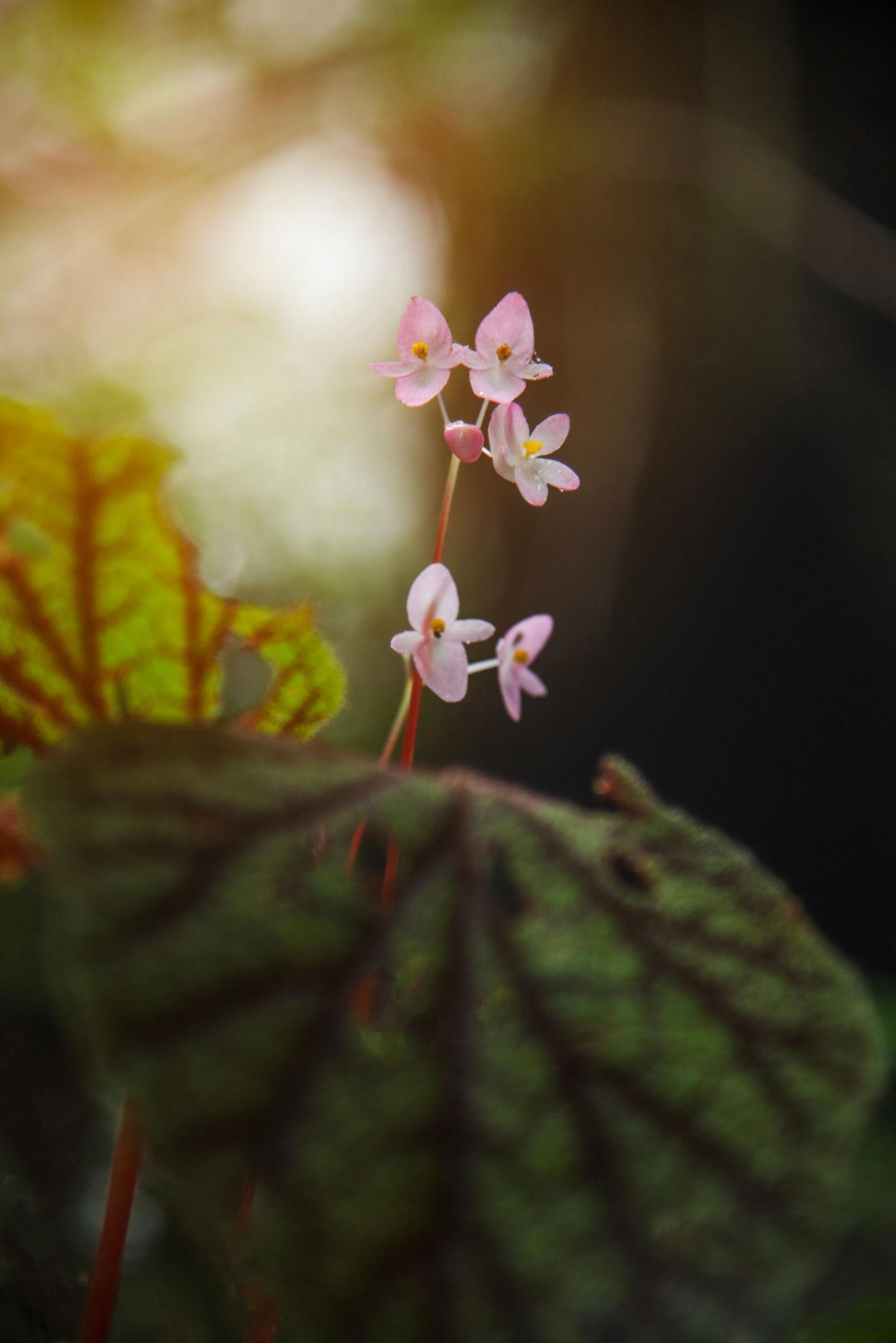 Begonia Masoniana (Rock Begonia / Iron Cross Begonia)