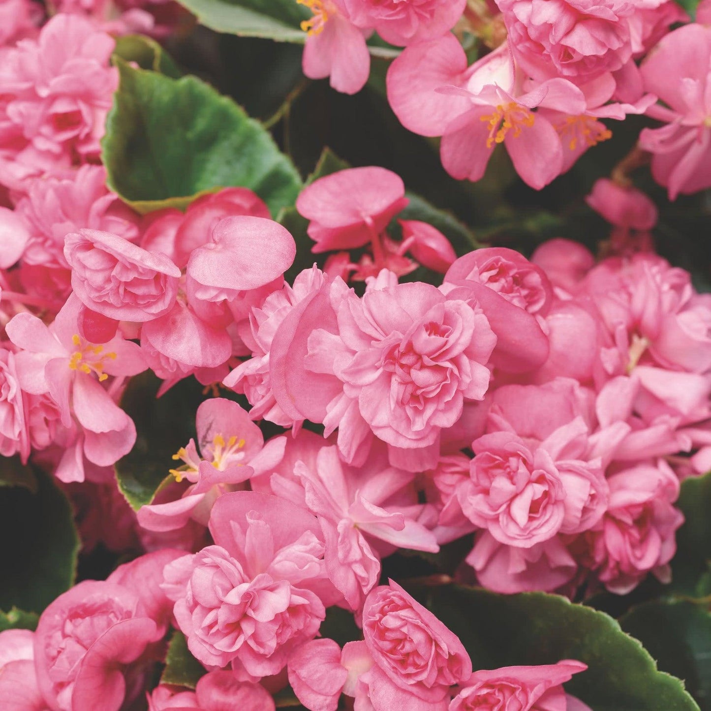 Begonia Semperflorens (Double Up Pink Begonia)