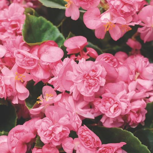 Begonia Semperflorens (Double Up Pink Begonia)