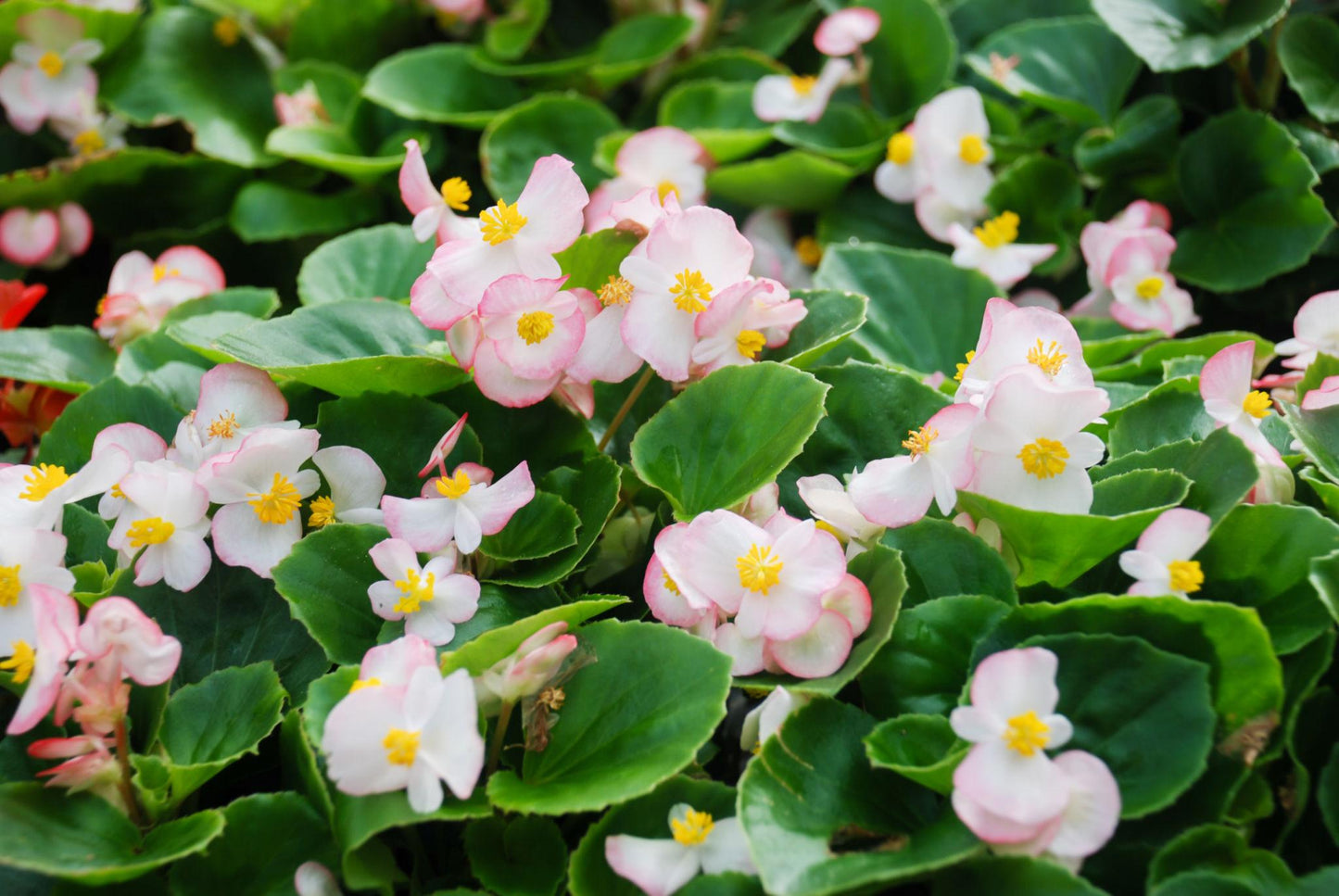 Begonia Semperflorens (Double Up Pink Begonia)