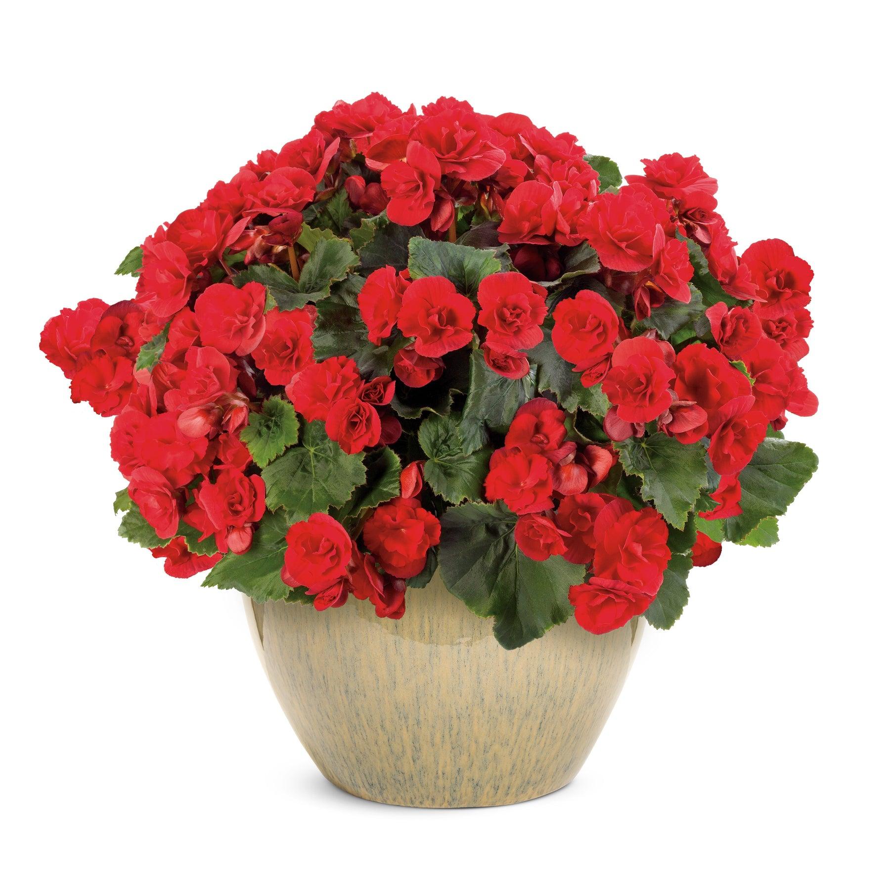 Begonia Semperflorens ‘Double Up Red’ (Double Up Red Begonia)