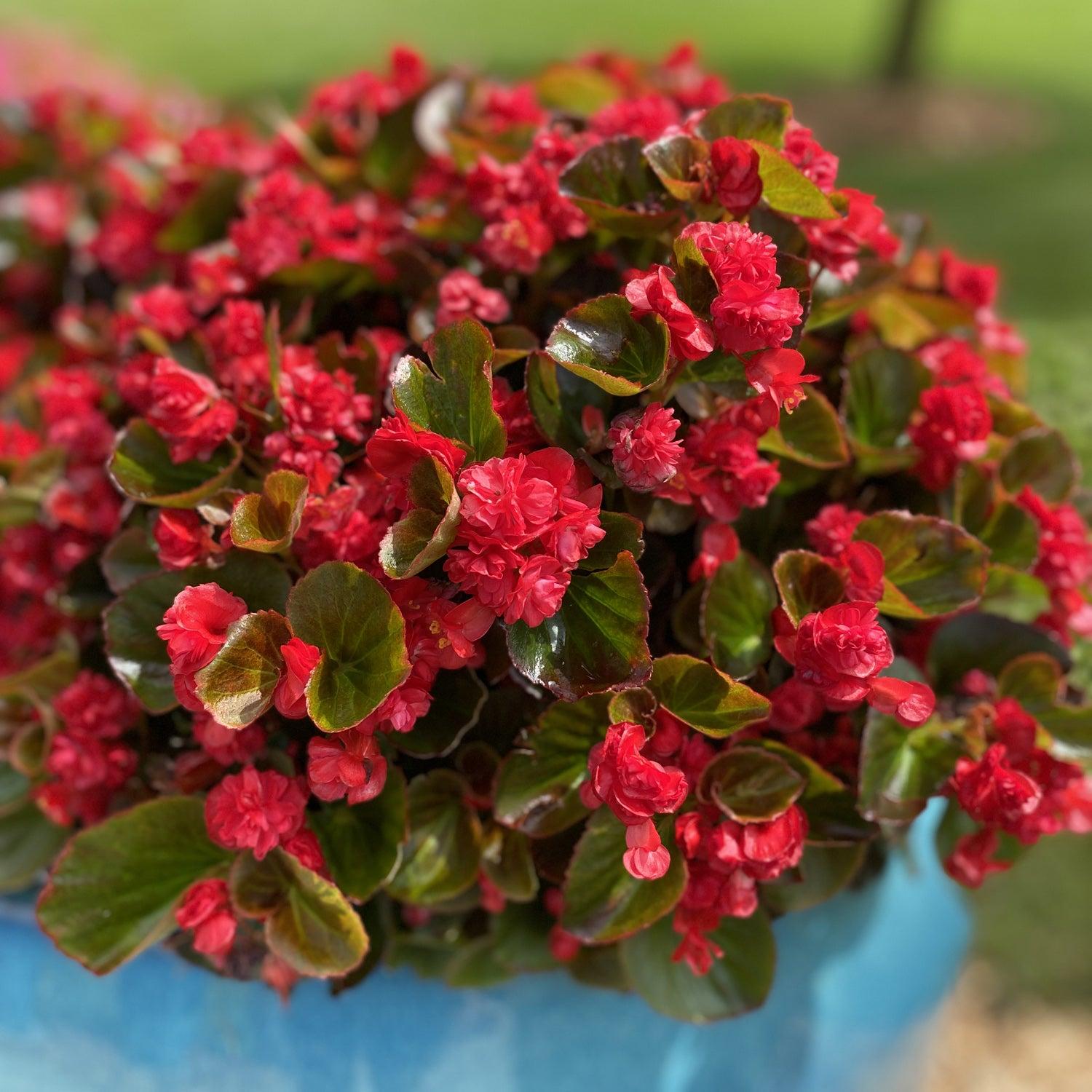 Begonia Semperflorens ‘Double Up Red’ (Double Up Red Begonia)