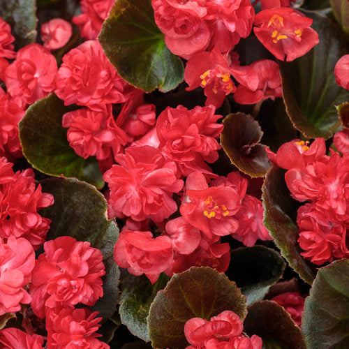 Begonia Semperflorens ‘Double Up Red’ (Double Up Red Begonia)