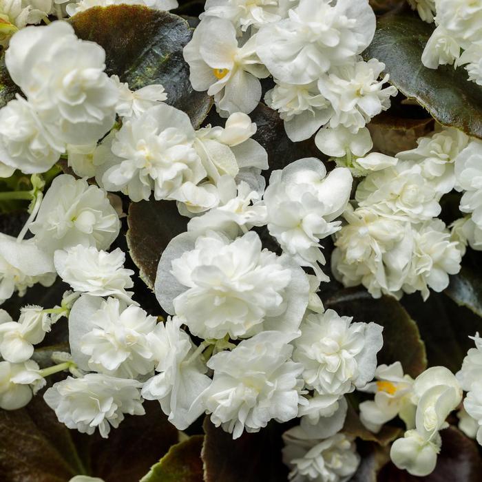 Begonia Semperflorens 'Double Up White' (Double Up White Wax Begonia)