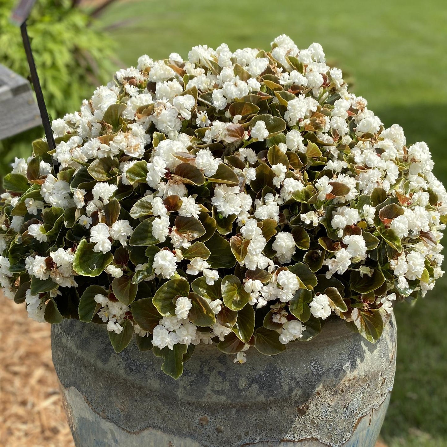 Begonia Semperflorens 'Double Up White' (Double Up White Wax Begonia)