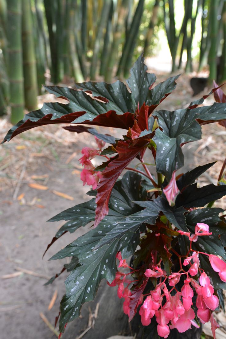 Begonia Sophie Cecile (Pink Flowering Begonia)