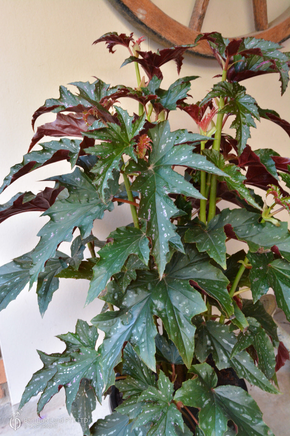 Begonia Sophie Cecile (Pink Flowering Begonia)