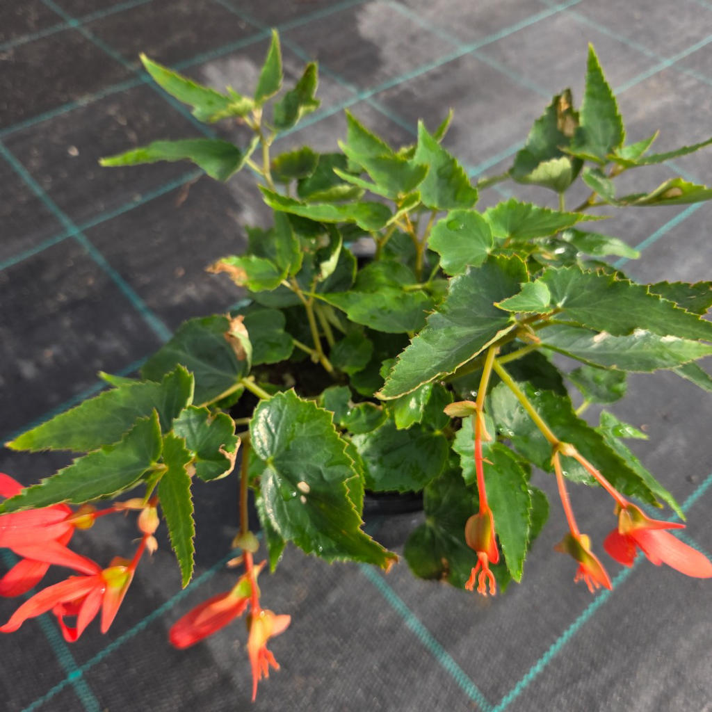 Begonia ‘Bossa Nova Red’ (Trailing Begonia)