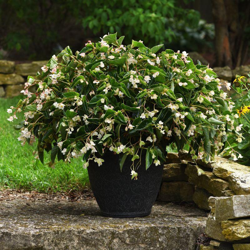 Begonia 'Angel Wing White' (Angel Wing Begonia)