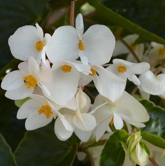 Begonia 'Angel Wing White' (Angel Wing Begonia)