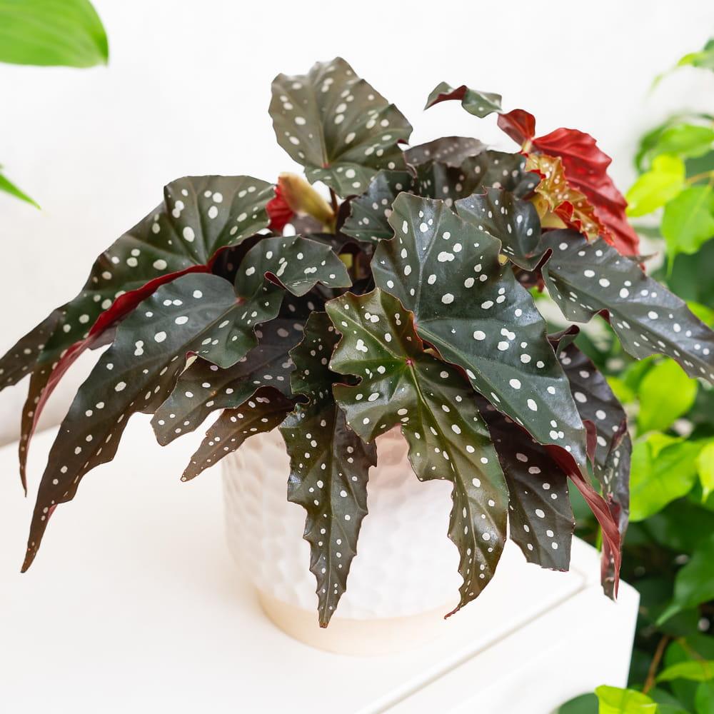 Begonia ‘Black Forest’ (Black Forest Begonia)
