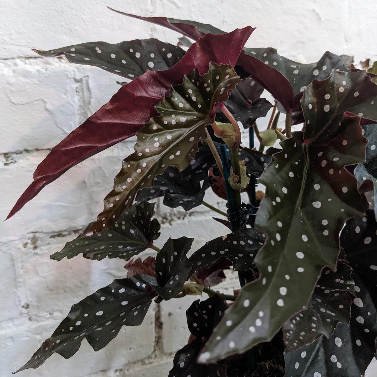 Begonia ‘Black Forest’ (Black Forest Begonia)