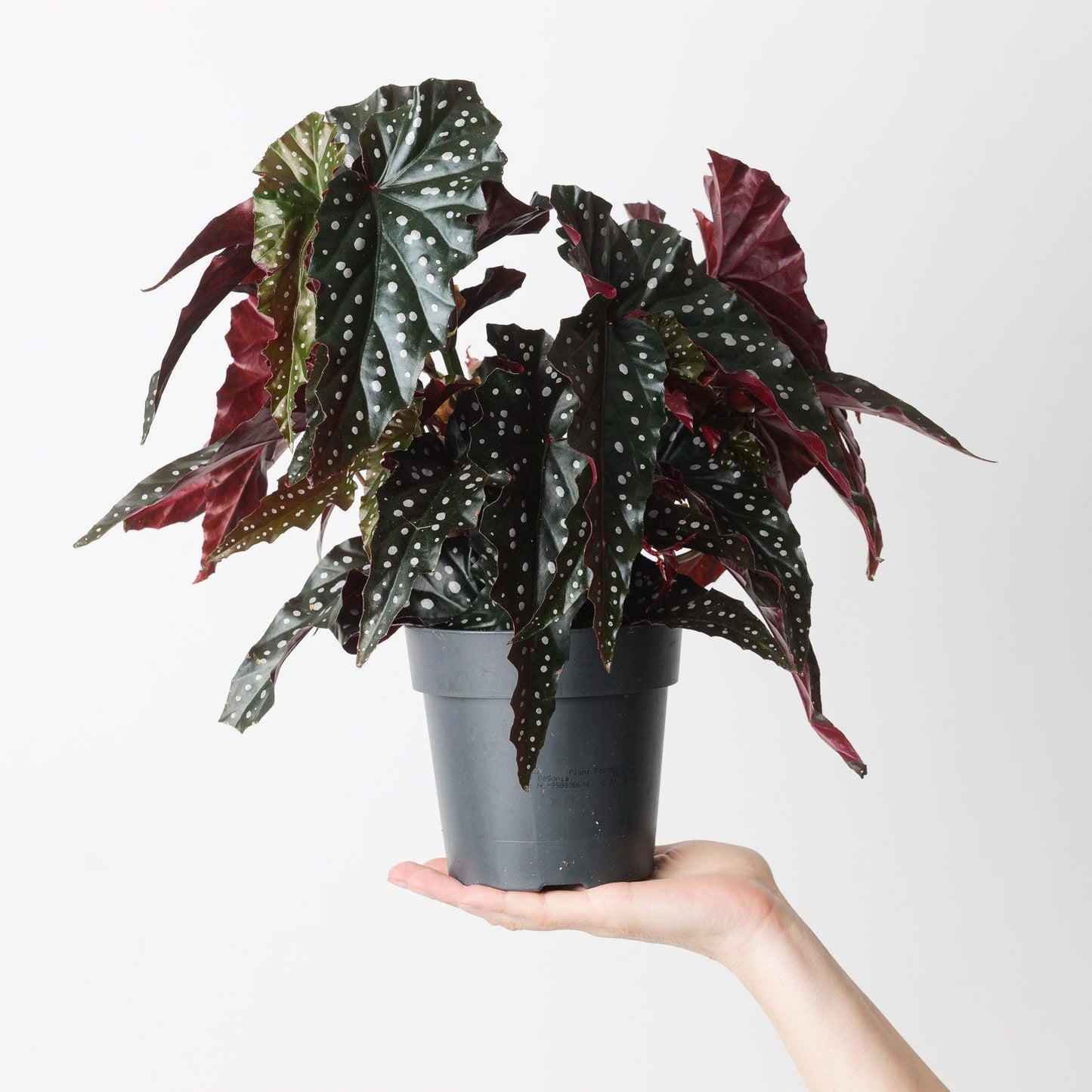 Begonia ‘Black Forest’ (Black Forest Begonia)
