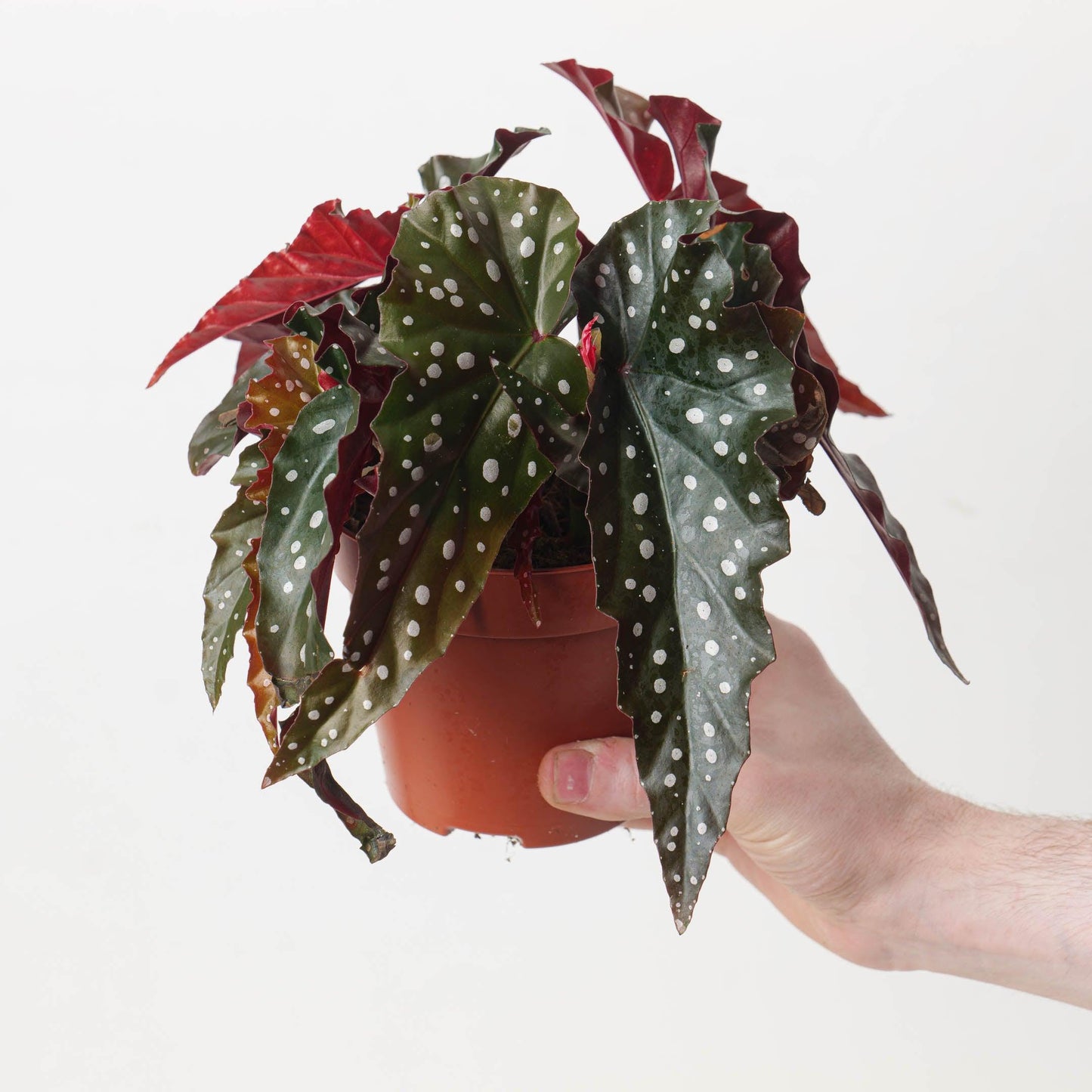 Begonia ‘Black Forest’ (Black Forest Begonia)