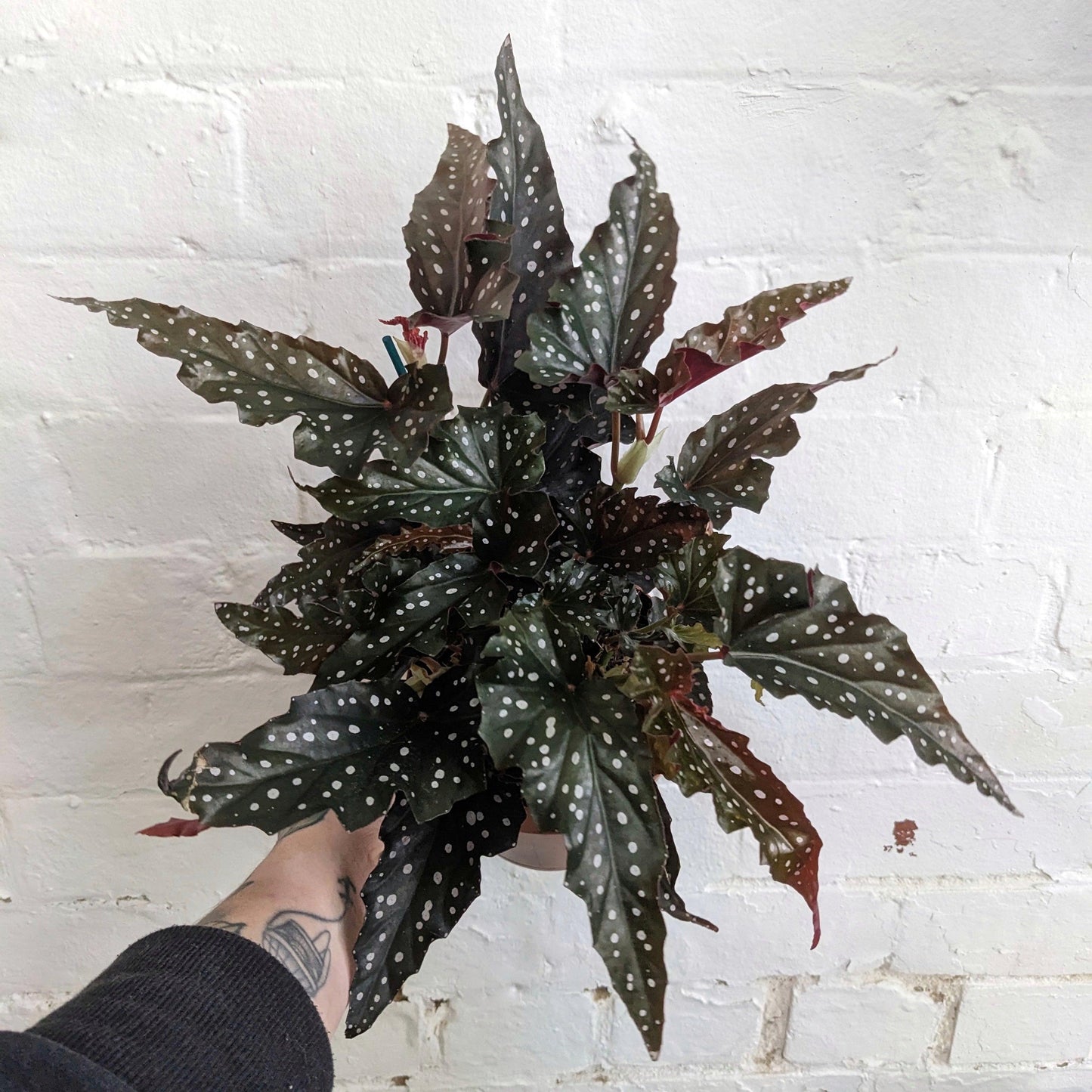 Begonia ‘Black Forest’ (Black Forest Begonia)
