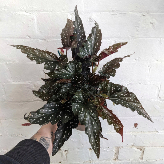 Begonia ‘Black Forest’ (Black Forest Begonia)