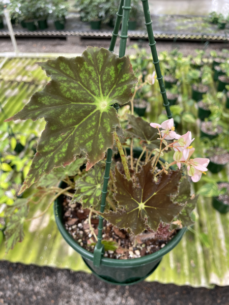 Begonia ‘Cleopatra’ (Cleopatra Begonia)