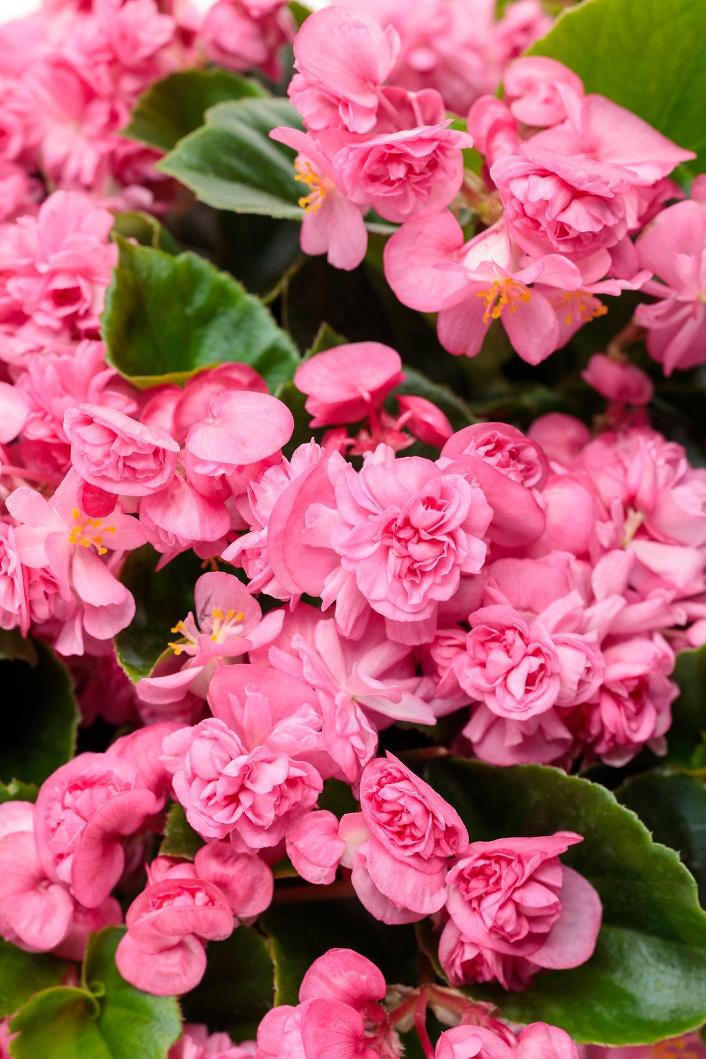 Begonia Semperflorens 'Double Up Pink' (Double Up Pink Wax Begonia)