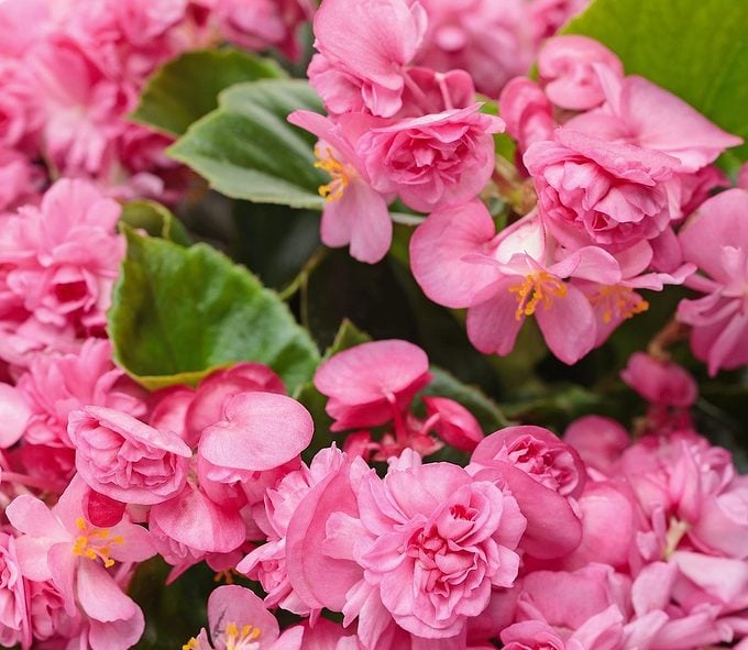 Begonia Semperflorens 'Double Up Pink' (Double Up Pink Wax Begonia)