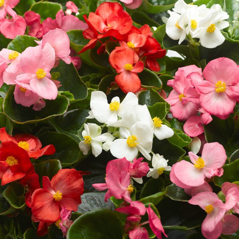 Begonia Green Leaf Mix