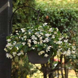 Begonia coccinea ‘Alba’ (White Coral Begonia)