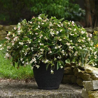 Begonia coccinea ‘Alba’ (White Coral Begonia)
