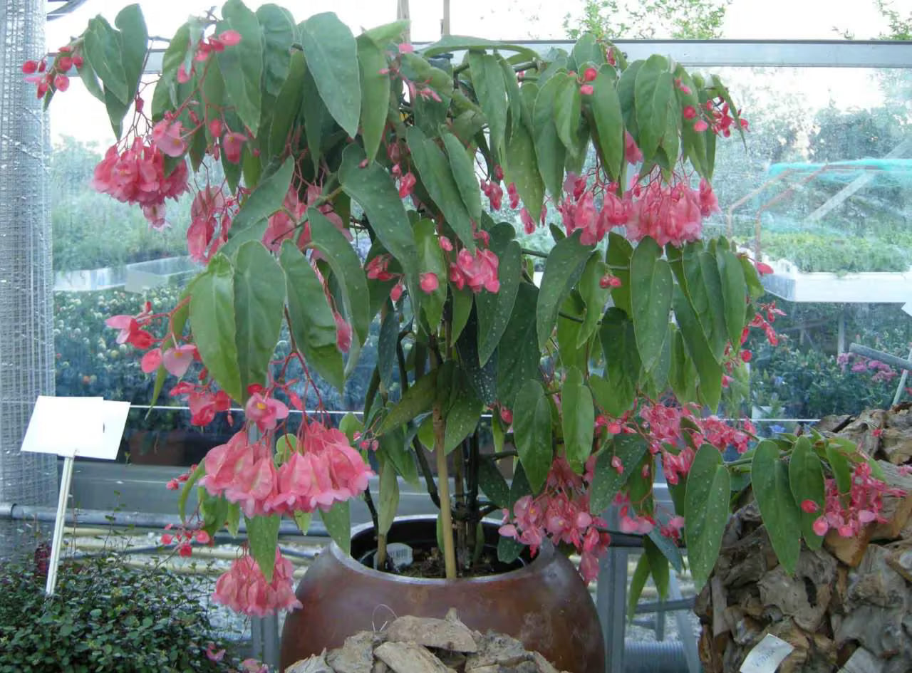Begonia coccinea (Coral Begonia)